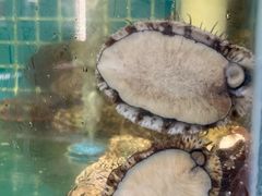 -金贝壳海鲜加工坊(田和活鲜水产市场店)