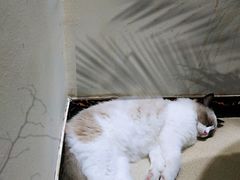 -藏猫猫咖啡主题馆(中央大道店)
