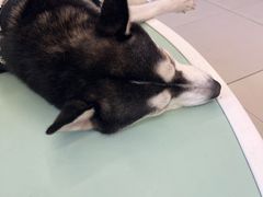 -怪兽屋·羊驼·猫咖·狗咖(俊华广场店)