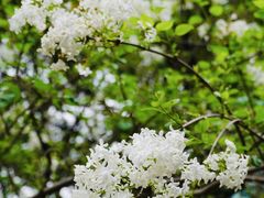 -新虹桥中心花园