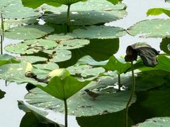 -长春市南湖公园