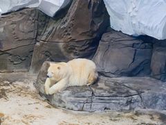 -海合安武汉极地海洋公园