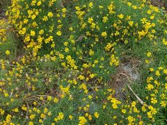 -松山湖梦幻百花洲