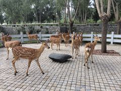 -北京野生动物园