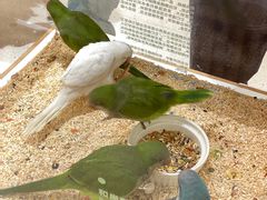 -帕帕拉兹宠物(亚洲旗舰店)