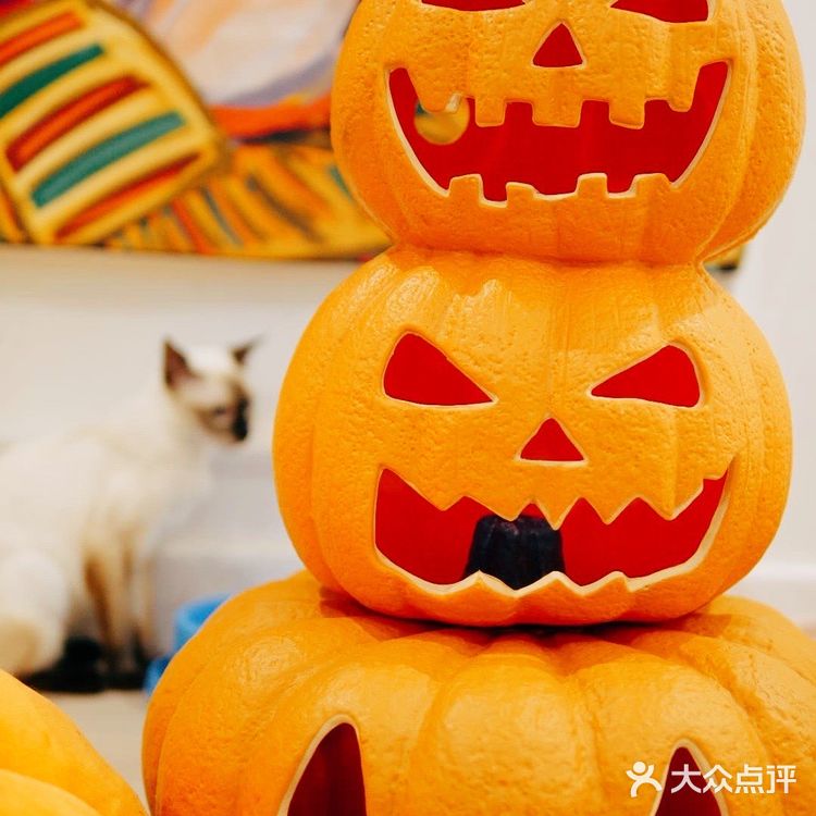 帕贝斯特猫花园|埃及艳后的万圣夜🎃🎃