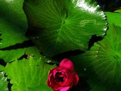 -国家植物园南园