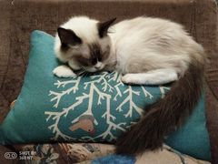 -猫色咖啡·猫咖