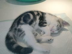 -龟与熊猫宠物公园(南坪店)