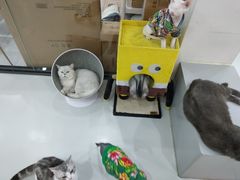 -糯米喵星人·撸猫猫舍咖啡馆(西市场嘉华店)