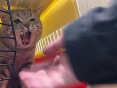 -瑞派·关忠动物医院·猫专科·犬专科(三环新城店)