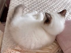 -猫十亿·布偶金渐层·曼基康矮脚猫舍(青年路店)