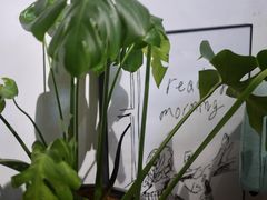 -COTTON CAFE(德信·中外公寓店)