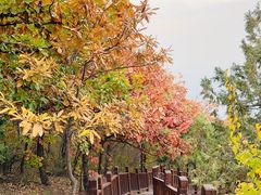 -北京十三陵国家森林公园蟒山景区