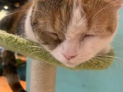 -猫小院猫主题餐厅(三里屯店)