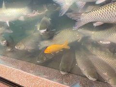 -淘米捞·米汤脆鲩鱼火锅(福田皇岗店)