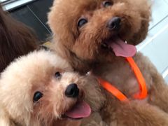 -PETKIT 小佩宠物·低压洗护·美容·寄养(安远店)