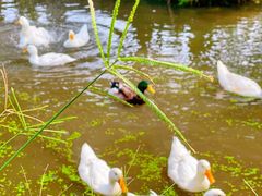 -上海长兴岛郊野公园