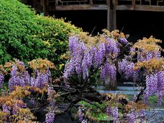 -上海吴淞炮台湾国家湿地公园