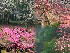 -杭州植物园