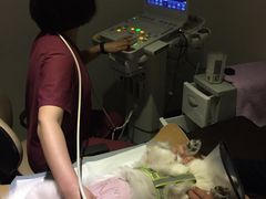 -美联众合动物医院·24h转诊中心