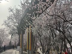 -桃花堤公园