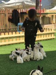 -萌宠亲子动物乐园(槐房万达店)