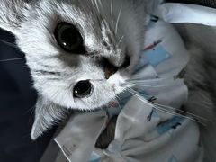 -萌兽医馆·犬猫专科·眼科中心·宠物医院(朝阳门分院)