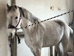 -北京群众马术培训基地