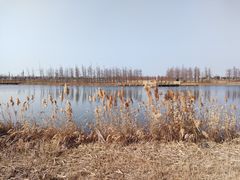 -春花秋色城市公园