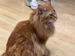 -藏猫猫咖啡主题馆(中央大道店)