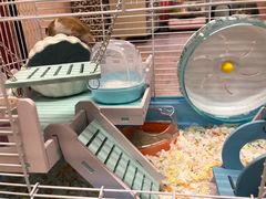 -钓仓鼠(洋桥北里小区店)