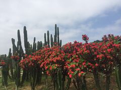 -松山湖梦幻百花洲