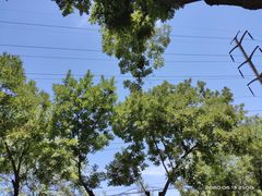 -河北中医学院(橘泉校区)