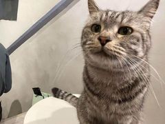 -猫儿山۰猫主题餐厅