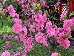 -南汇桃花村