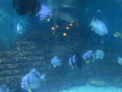 -烟台海昌鲸鲨海洋公园