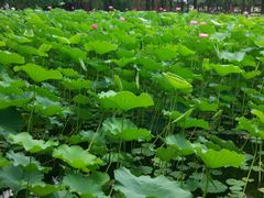 -成都天府丽都喜来登饭店