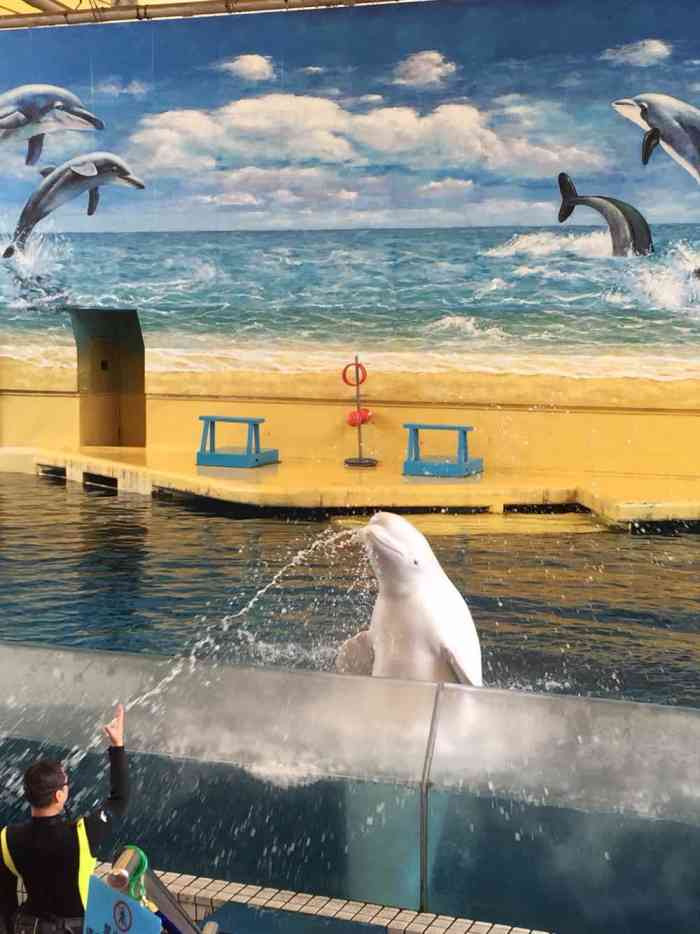 广州海洋馆-"超划算,兑票超快,用了拳才94块."-大众点评移动版