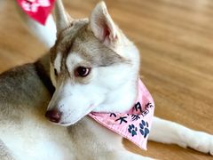 -Husky Go! 哈士奇体验馆·宠物咖啡厅狗咖