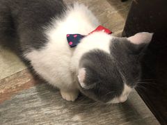 -猫咪博物馆(顶澳仔猫街店)