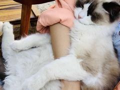 -喵屿·大理花园猫咖