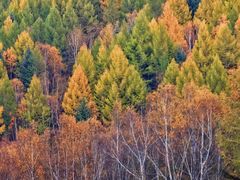 -塞罕坝国家级自然保护区