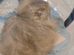 -PETKIT 小佩宠物·低压洗护·美容·寄养(安远店)