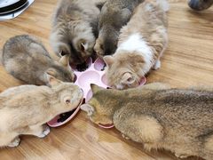 -COLOR PETS 撸猫馆·购猫·猫咖(长风大悦城店)