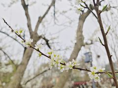 -黄龙溪欢乐田园