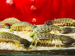 -大树下海鲜饭店