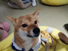 -逗柴咖啡屋·狗咖猫咖宠物桌游
