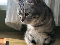 -猫猫幼稚园·撸猫·桌游·电玩