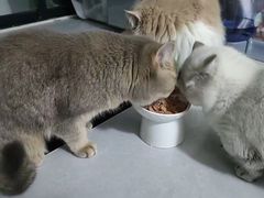-小猫来了·猫舍(红山六九七九店)